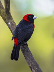 Crimson collared tanager perched on branch