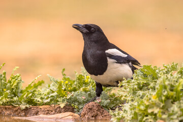 Eurasian Magpie perched in thistle