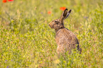 European Hare in Grassland with flowers