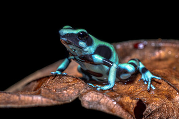 Green and black poison dart frog