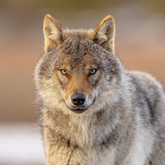 Portrait Eurasian Wolf looking frontal