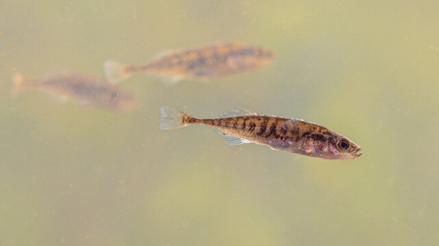 Ninespine stickleback freshwater fish