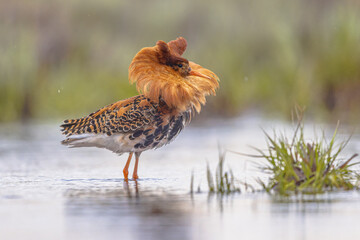 Ruff bird displaying at lek