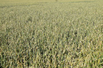 Hagelschaden an Winterweizen