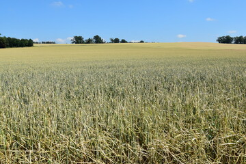 Hagelschaden an Winterweizen