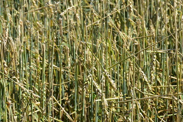 Hagelschaden an Winterweizen
