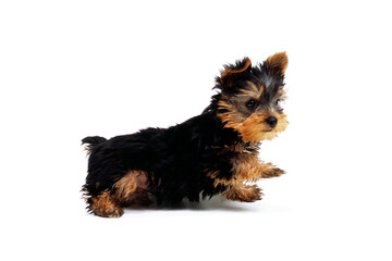 はしゃぐ子犬　ヨークシャーテリア　白バック