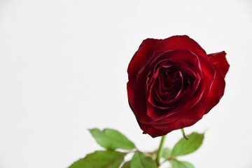 Naklejka premium 赤い薔薇
