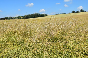 Hagelschaden an  Winterraps