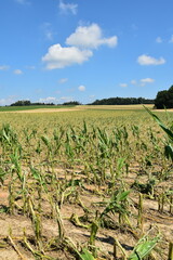 Obraz premium Hagelschaden an Mais