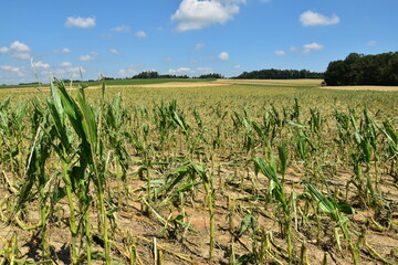 Hagelschaden an  Mais