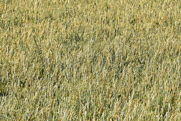 Hagelschaden an Hafer