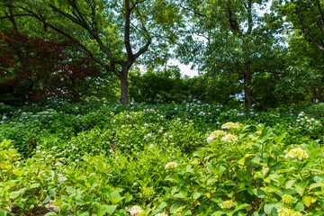 緑に囲まれた初夏の紫陽花の風景