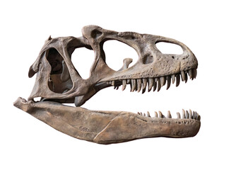 fossil skull of Ceratosaurus on white, isolated. © wlad074
