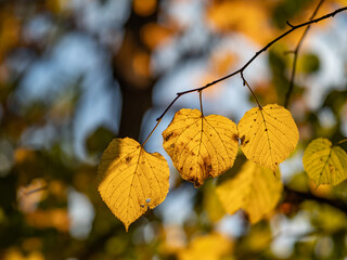autumn leaves  in the forest
