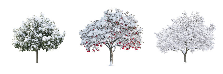 Fototapeta premium Set of small apple tree covered in a light layer of snow during winter isolated on a transparent background