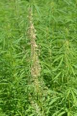 Kulturhanf,  Hanf, Cannabaceae, Cannabis sativa