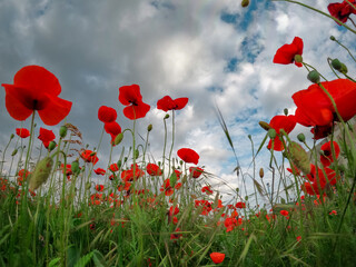 Red poppies blooming in full season. Field of colorful flowers known as Papaver rhoeas.
