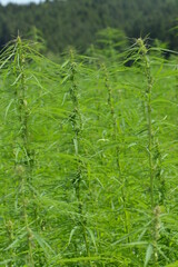 Kulturhanf,  Hanf, Cannabaceae, Cannabis sativa