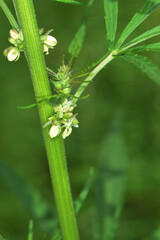 Kulturhanf,  Hanf, Cannabaceae, Cannabis sativa