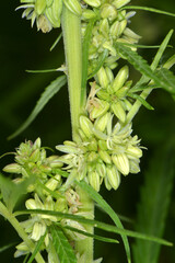 Kulturhanf,  Hanf, Cannabaceae, Cannabis sativa