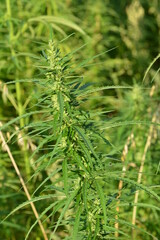 Kulturhanf,  Hanf, Cannabaceae, Cannabis sativa