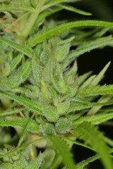 Kulturhanf,  Hanf, Cannabaceae, Cannabis sativa