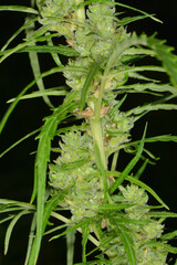 Kulturhanf,  Hanf, Cannabaceae, Cannabis sativa