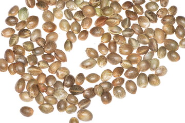 Kulturhanf,  Hanf, Cannabaceae, Cannabis sativa