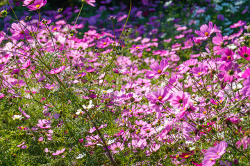 満開のコスモスが咲き誇る秋の風景