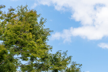青空に伸びる緑の木