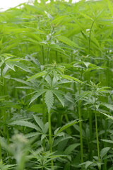 Kulturhanf,  Hanf, Cannabaceae, Cannabis sativa