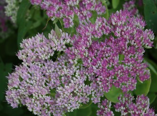 Sedum flowers in the garden