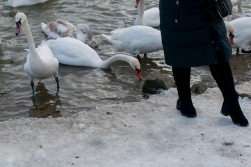 swans feed on the shore of the pond
