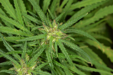 Kulturhanf,  Hanf, Cannabaceae, Cannabis sativa