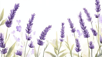 Delicate Lavender Field with Soft White Background in Watercolor Style