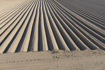 Kartoffel, Kartoffeln, vor Auflauf