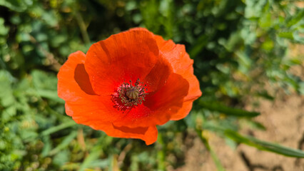 Obraz premium blooming red wild poppy flower close up