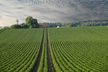 Kartoffel, Kartoffeln vor Reihenschlu&szlig;