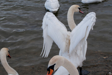 the swan spreads its wings on the shore of the lake under the bright sun