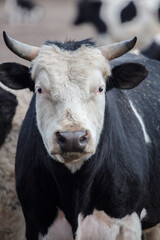 The muzzle of a cow with horns is a close-up.