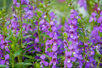 紫色のアンゲロニアが咲く庭