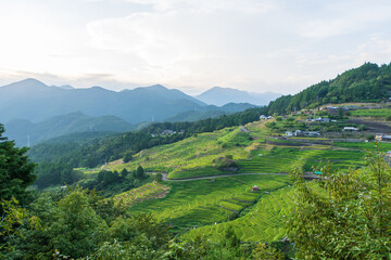 Fototapeta premium 丸山千枚田の美しい棚田風景