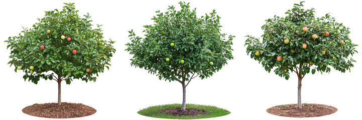 Obraz premium Set of small apple tree with young green apples growing isolated on a transparent background