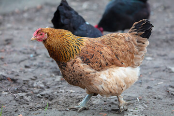 Chickens roam around the farmyard.