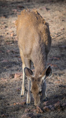 The landscape of Ranthambore National Park in Rajasthan, India