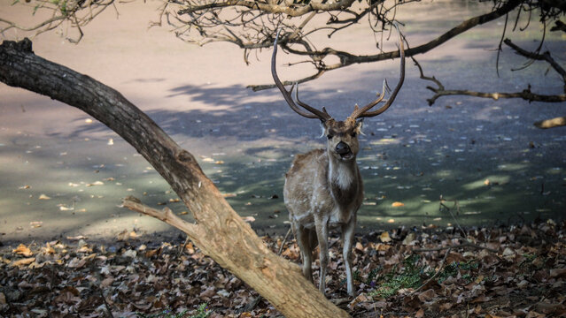 The landscape of Ranthambore National Park in Rajasthan, India