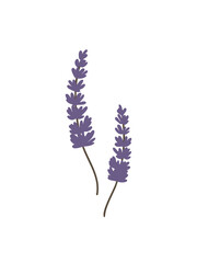 Delicate lavender sprigs for aromatherapy and relaxation