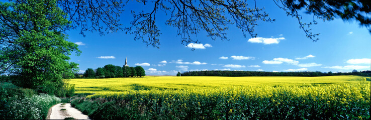 Field of Oilseed Rape in Rutland
