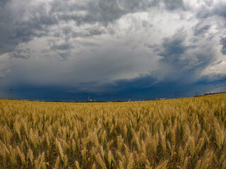 Wheat land in Romania, the country also known as the Granary of Europe. Golden plain with grains...